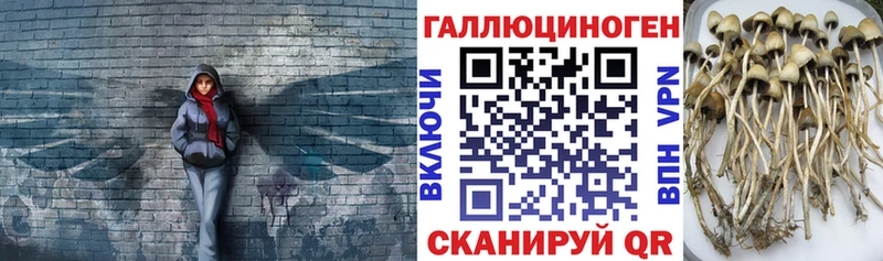 Псилоцибиновые грибы Psilocybine cubensis Безенчук
